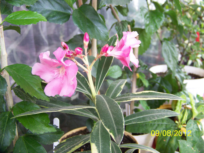 roz variegat - Leandrii 2012
