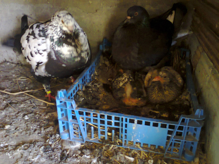 Fotografie0416 - pui king si batrani 2012