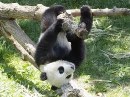 images (17) - Ursi panda