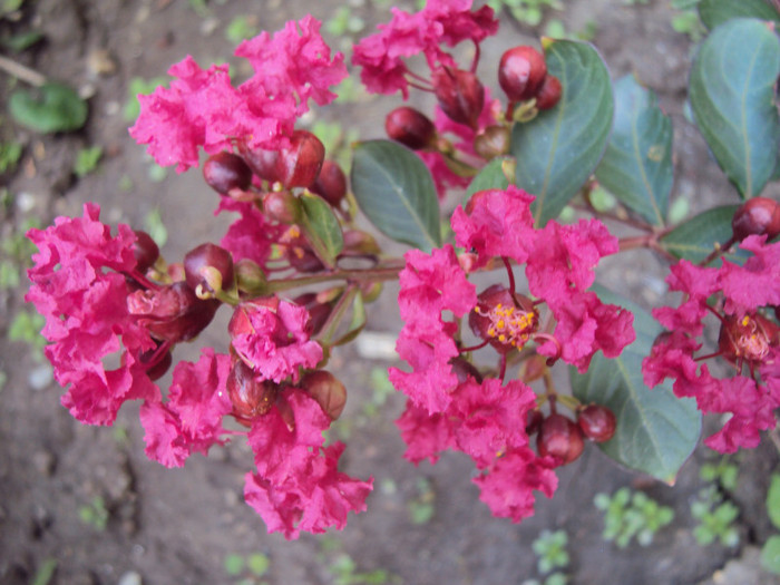 DSC08985 - Lagerstroemia indica