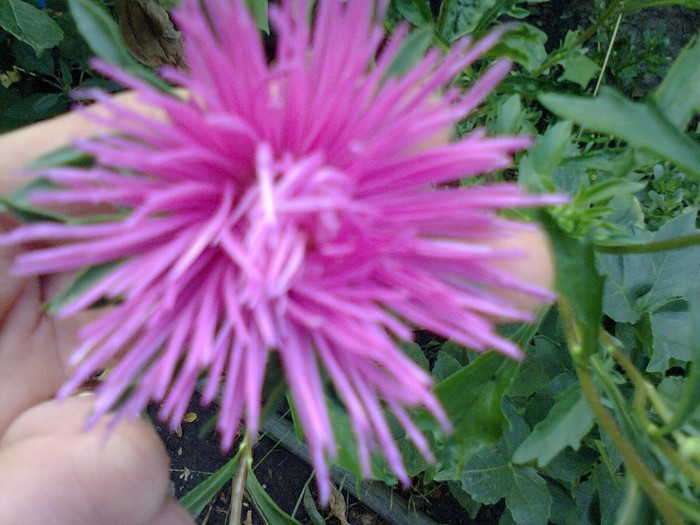  - Gradina 2012