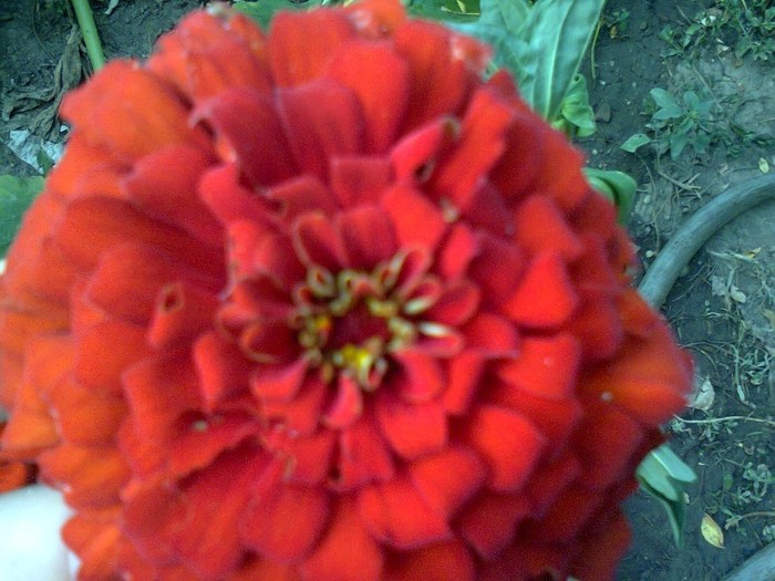  - Gradina 2012