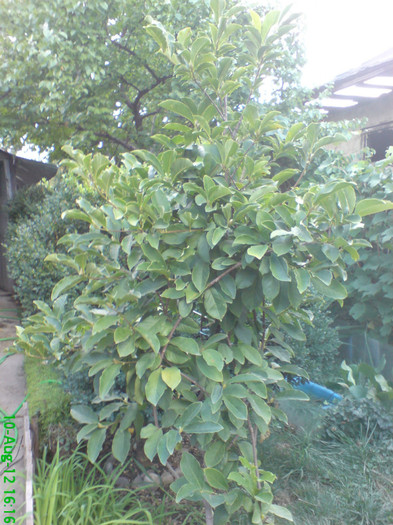 DSC00205; magnolia

