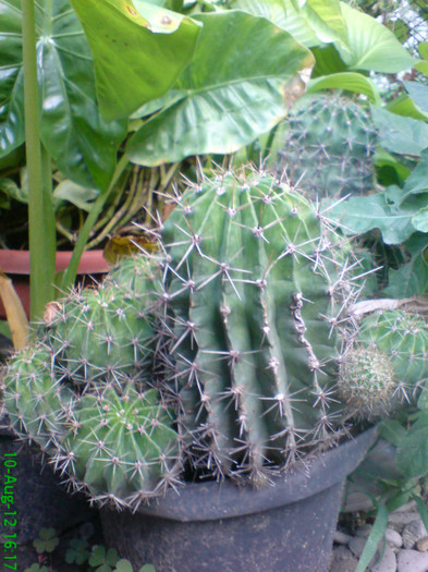 DSC00208; cactus
