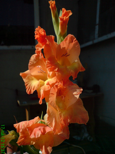 DSC05933; gladiola orange
