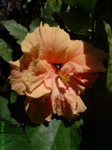 DSC05994; hibiscus portocaliu
