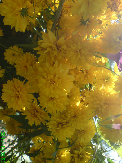 DSC05998 - MY FLOWERS 2012
