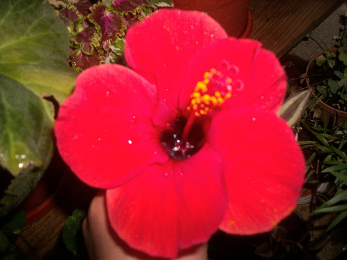 10 august 2012 - hibiscus