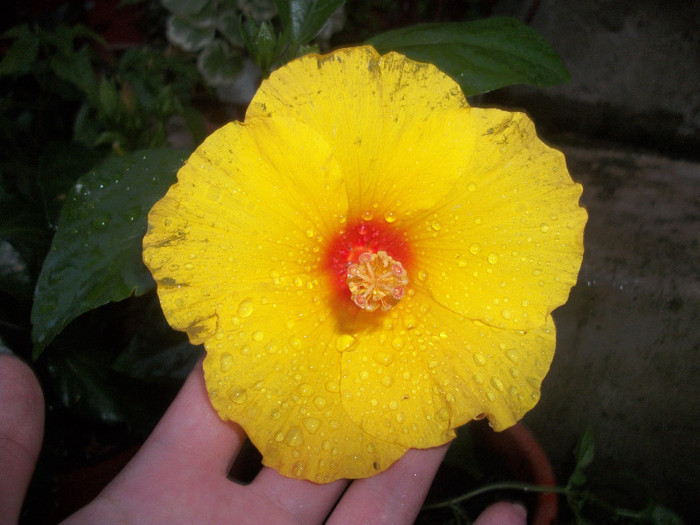 100_2957 - hibiscus