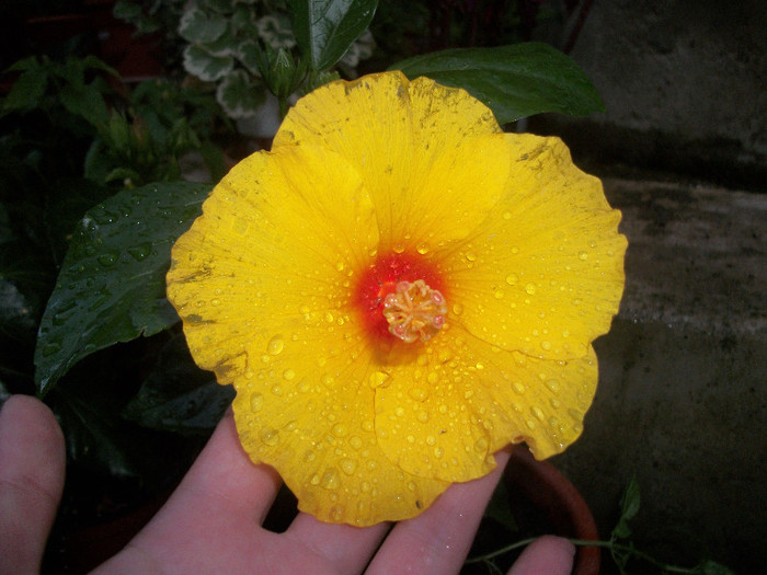 100_2958 - hibiscus