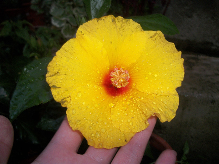 100_2959 - hibiscus