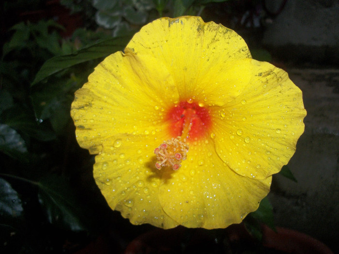 100_2962 - hibiscus