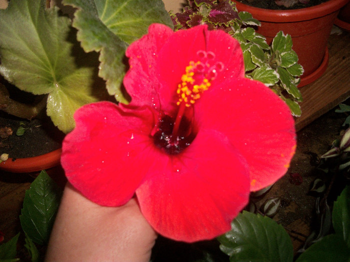 100_2963 - hibiscus