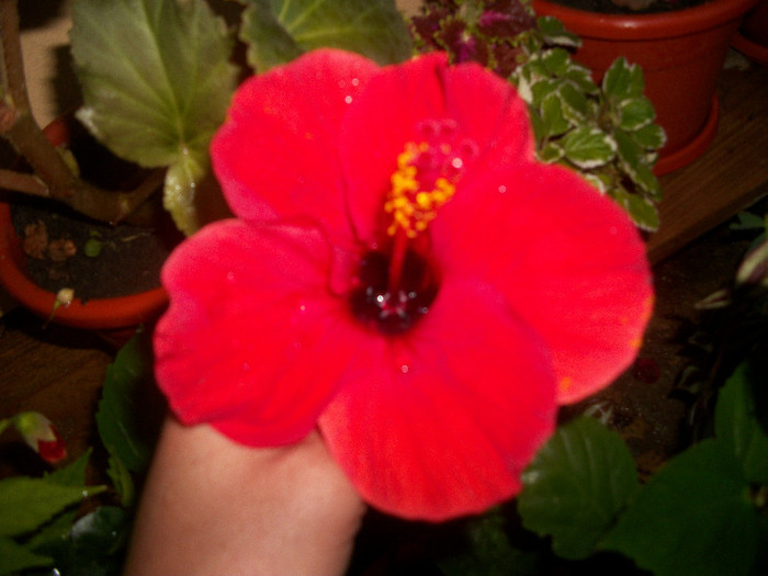 100_2964 - hibiscus