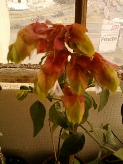 10 august 2012-flori 001