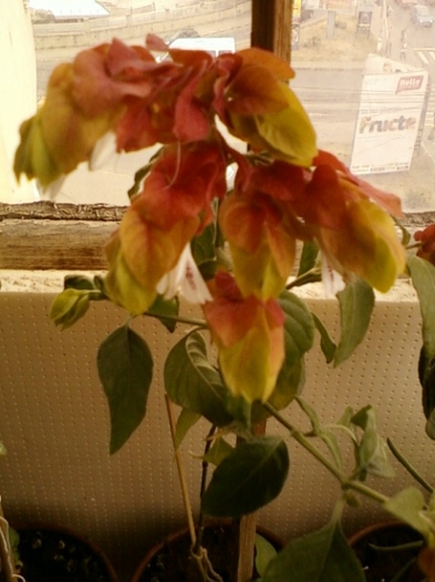 beloperone-mihaela iordache