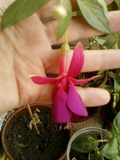 fuchsia rosu cu mov