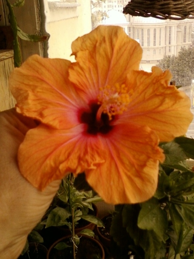 hibi holliday yellow