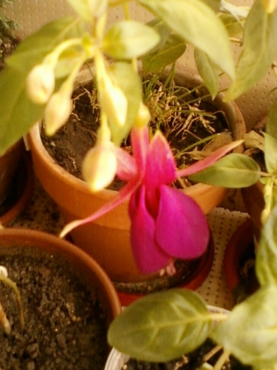 10 august 2012-flori 020