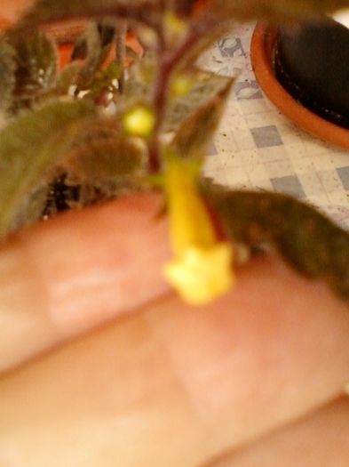 10 august 2012-flori 016