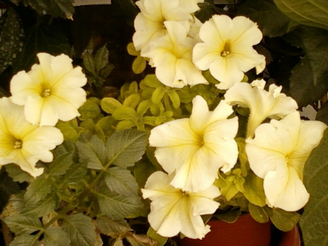 10 august 2012-flori 027