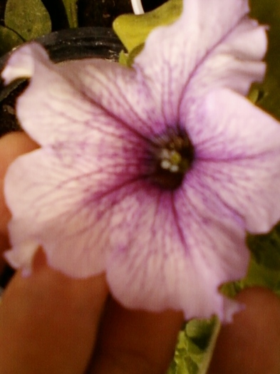 petunii de la mama...