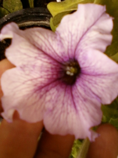 10 august 2012-flori 030