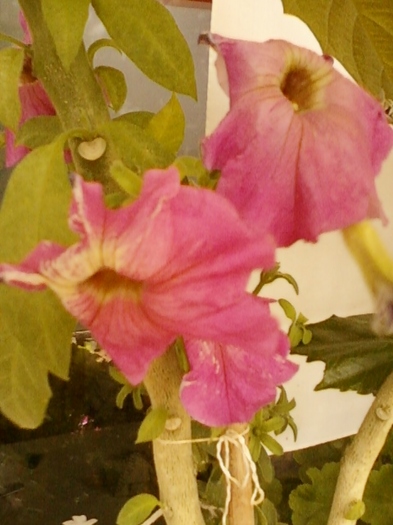 petunie de la mama - august 2012-flori