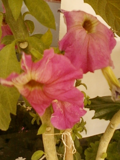 10 august 2012-flori 034 - august 2012-flori