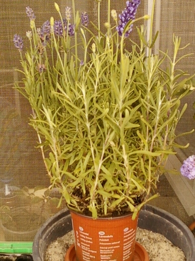 10 august 2012-flori 037