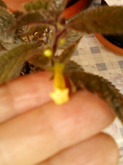 achi yellow beauty