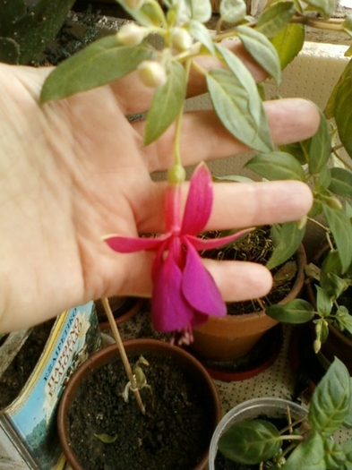 10 august 2012-flori 008 - fuchsia