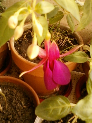 fuchsia rosu cu mov