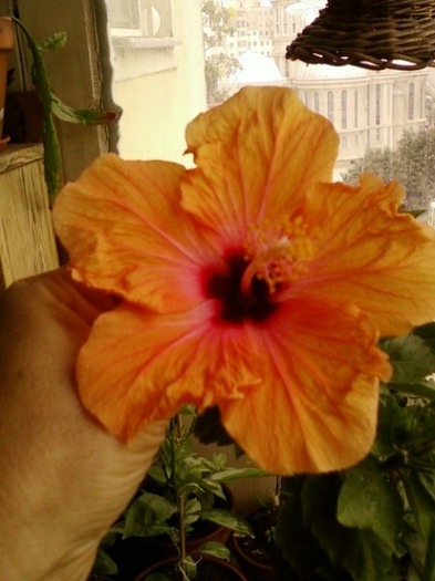 10 august 2012-flori 006