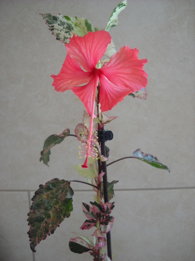 10.08.2012 - HIBISCUS - 2012