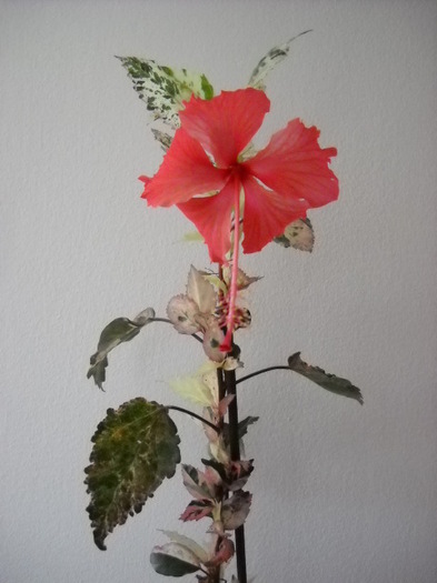 008 - HIBISCUS - 2012