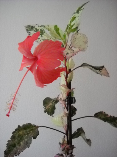 009 - HIBISCUS - 2012