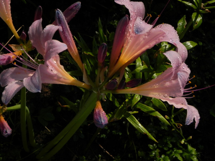  - Lycoris sanguinea- Naked Ladies