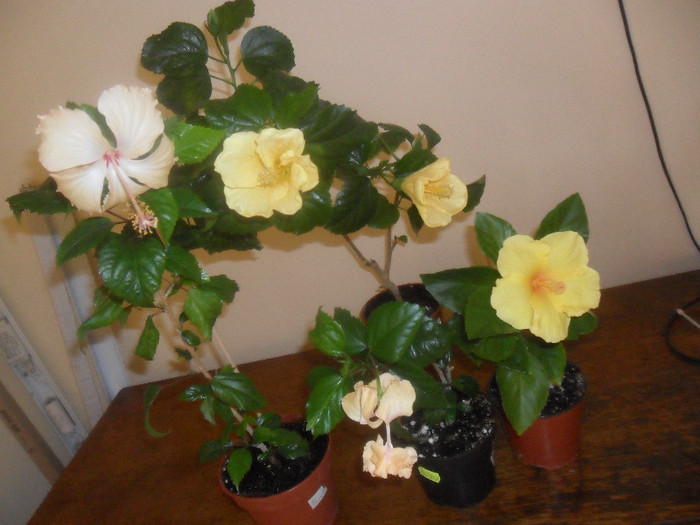 Hibiscus grup