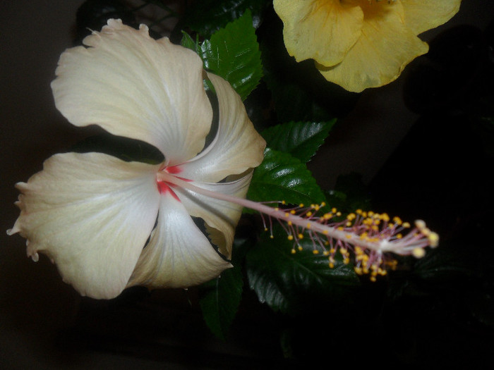 Hibiscus Fort de France