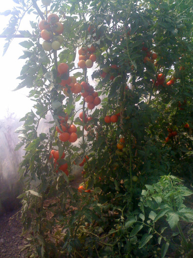 Picture 008 - solarii 2012