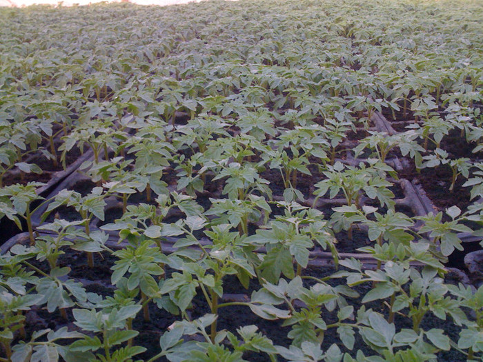 Picture 015 - solarii 2012