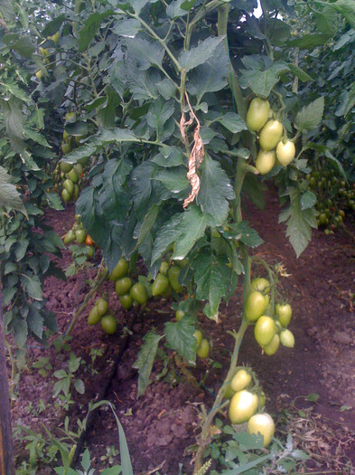Picture 032 - solarii 2012