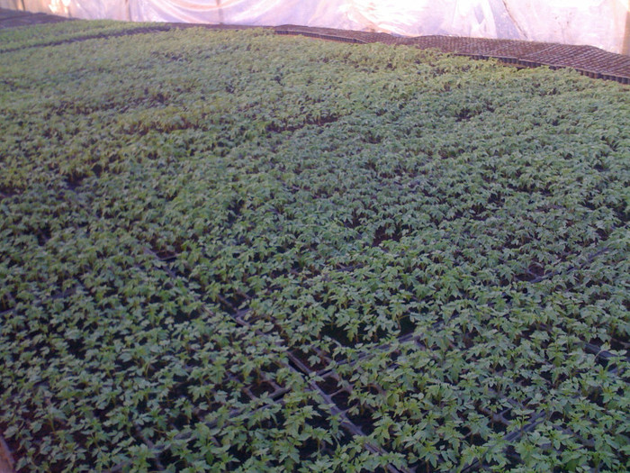 Picture 035 - solarii 2012