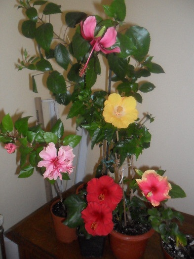 Hibiscus grup