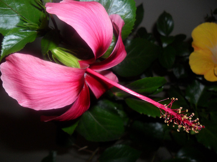 Hibiscus Fidjian Island