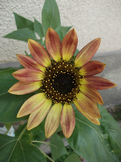 Picture 525 - Flori de vara