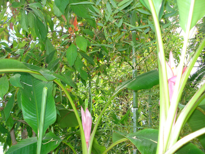 DSC06472 - Gradina Botanica Jibou