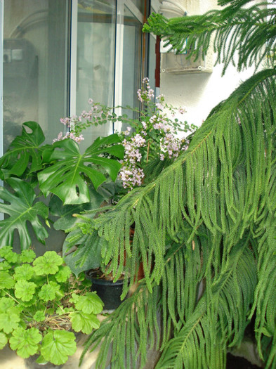 DSC06554