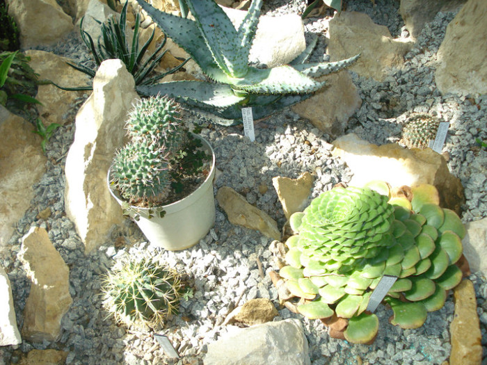 DSC06608